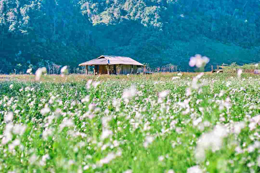 Cao nguyên Mộc Châu với cây cỏ hoa lá diệu kỳ