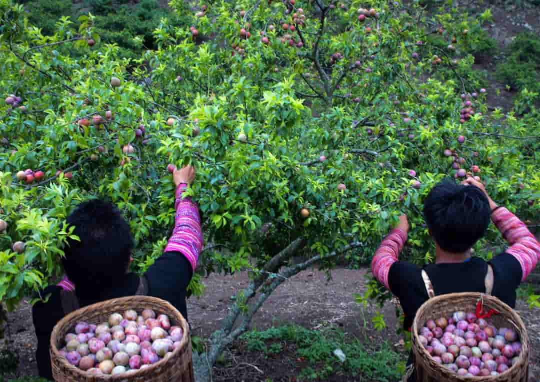 Đi Mộc Châu bằng phương tiện công cộng