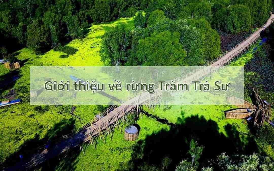 Giới thiệu về Rừng Tràm Trà Sư An Giang: Di sản thiên nhiên quý báu của Việt Nam