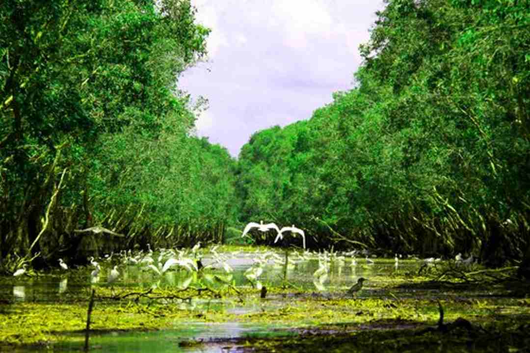 Giới thiệu về Hệ sinh thái rừng tràm Trà Sư