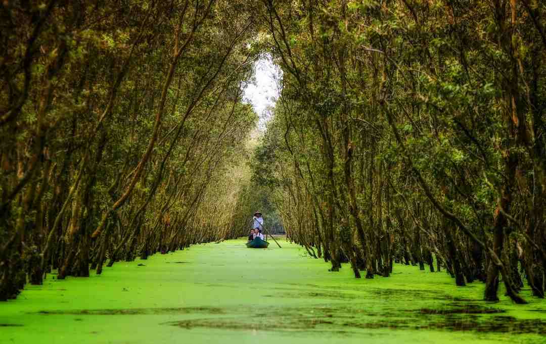 Những lời khuyên hữu ích khi đi Rừng Tràm Trà Sư