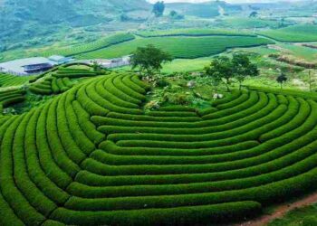 Mộc Châu- Điểm đến xinh đẹp với rừng núi mây trời lồng lộng