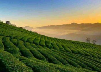 Đồi chè Cầu Đất ở đâu?