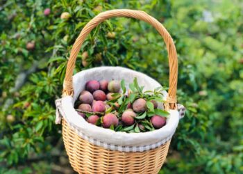 Đồi chè Trái tim