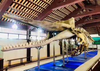 bộ xương cá voi tại vạn An Thạnh là xương cá nhà táng