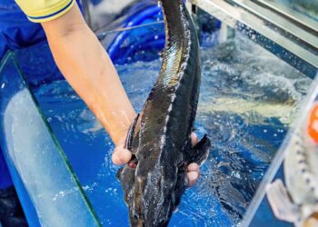 Cá tầm – món ngon Tam Đảo