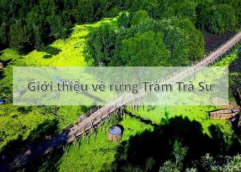 Giới thiệu về Rừng Tràm Trà Sư An Giang: Di sản thiên nhiên quý báu của Việt Nam